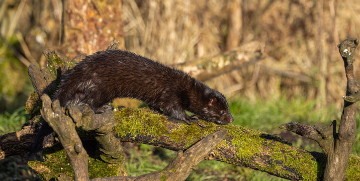 American mink  Neogale vison