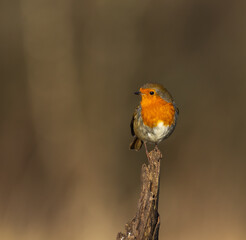 European robin   Erithacus rubecula