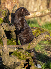 American mink  Neogale vison