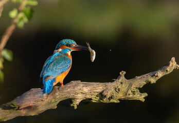 Common kingfisher  Alcedo atthis