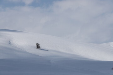 Single tree under blue sky in snow in winter bright day on a mountain.bingöl