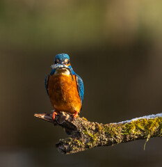 Common kingfisher  Alcedo atthis