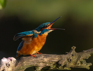 Fototapeta premium Common kingfisher Alcedo atthis