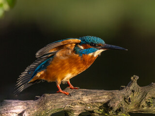Common kingfisher  Alcedo atthis