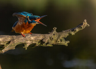 Common kingfisher  Alcedo atthis
