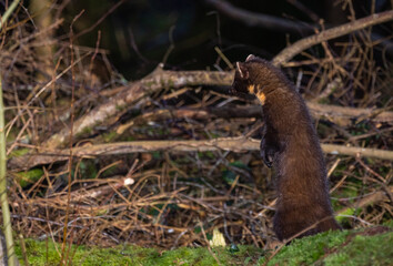 Obraz premium Pine marten Martes martes