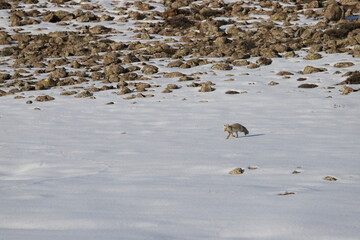 fox looking for food in the snow.