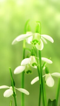 blooming snowdrop flowers isolated on blurred green background in sunshine, idyllic spring awakening nature scene, macro shot slow motion stationary view vertical