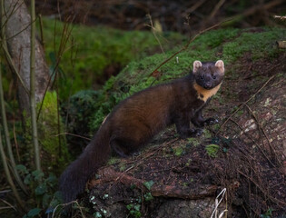 Pine marten  Martes martes
