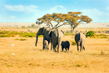 Fototapeta premium Elephant family