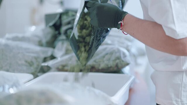 Male worker wear gloves pouring fresh marijuana buds to the sorting tray ready to pack and sell, marijuana dispensary, legalizing cannabis, narcotic trafficking process inside the factory warehouse