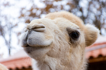Close-up of a camel looking away.