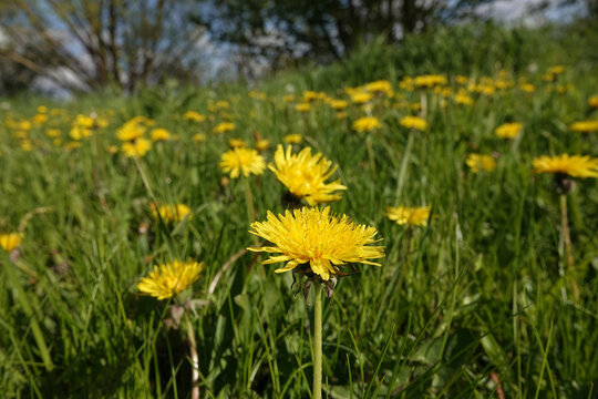 Closeup on a meadow filled with yellow blossoming dandelion flower, Taraxacum officinale