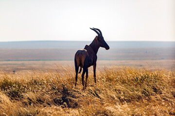 Eland in Serengeti National Park
