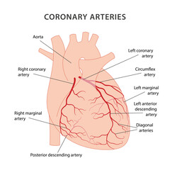 Coronary arteries of the heart. Diagram of the coronary arteries of the heart with labels. Vector illustration in flat style isolated on white background