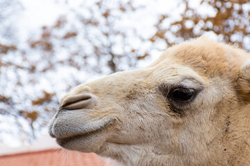 Close-up of a camel looking away.