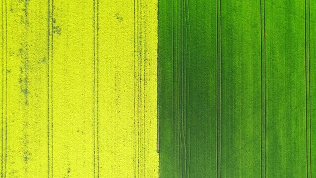 Aerial view of bright green and yellow agriculture fields.