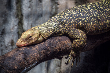The Ceram mangrove monitor (Varanus cerambonensis) is a species of monitor lizards found in...