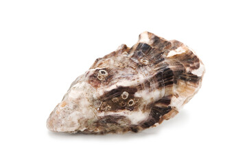 Fresh closed oyster isolated on white background. Seafood.