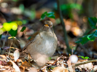 地面を歩くシロハラ