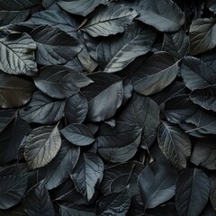 Textures of abstract black leaves for tropical leaf background,top view 