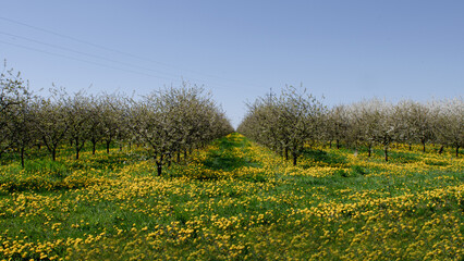 W tle kwitnące jabłonie. Wiosna piękny czas gdy rośliny budzą się do życia. - obrazy, fototapety, plakaty