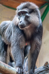 The Celebes crested macaque (Macaca nigra), also known as the crested black macaque, Sulawesi crested macaque, or the black ape