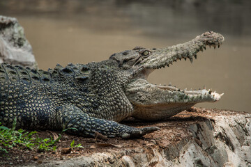 The saltwater crocodile (Crocodylus porosus) is a crocodilian native to saltwater habitats, brackish wetlands and freshwater rivers from India's east coast across Southeast Asia and the Sundaic region