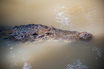 The saltwater crocodile (Crocodylus porosus) is a crocodilian native to saltwater habitats, brackish wetlands and freshwater rivers from India's east coast across Southeast Asia and the Sundaic region