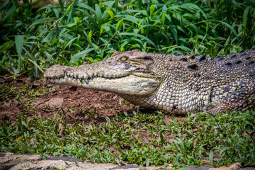 The saltwater crocodile (Crocodylus porosus) is a crocodilian native to saltwater habitats, brackish wetlands and freshwater rivers from India's east coast across Southeast Asia and the Sundaic region