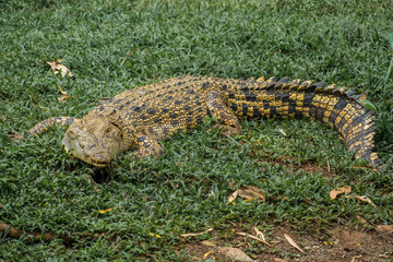 The saltwater crocodile (Crocodylus porosus) is a crocodilian native to saltwater habitats, brackish wetlands and freshwater rivers from India's east coast across Southeast Asia and the Sundaic region