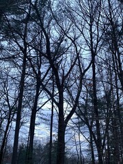 dusk in the woods