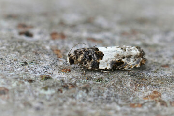 Closeup on the small white cloaked shoot. micro totrix moth, Gypsonoma sociana sitting on wood
