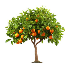 Orange tree isolated on white or transparent background