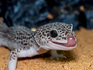 ヒョウモントカゲモドキのアップ