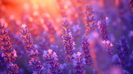 Fototapete Sunset Serenity, Lavender Fields Embrace Evening Glow © M.Gierczyk