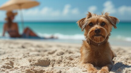 Mały brązowy pies na piasku plaży. W tle jego właścicielka pod parasolem - obrazy, fototapety, plakaty