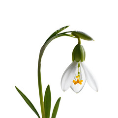 Snowdrop image isolated on a transparent background PNG photo