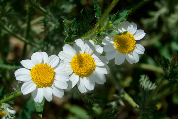 Obraz premium three small daisies in a garden