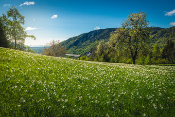 Flowery meadow with blooming white daffodils, in Slovenia