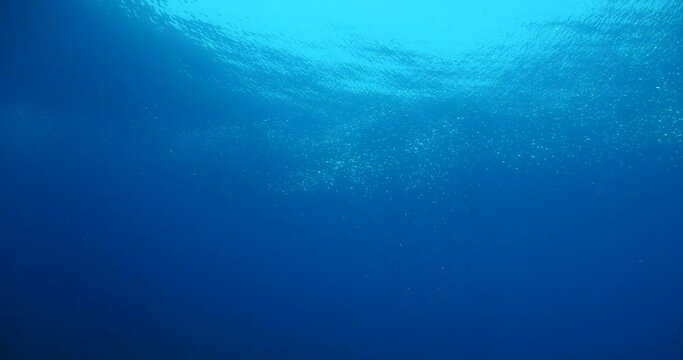 silversides atherinas sun shine and beams underwater silverside fish school Atherina boyeri)