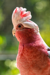 The galah less commonly known as the pink and grey cockatoo or rose-breasted cockatoo, is an...