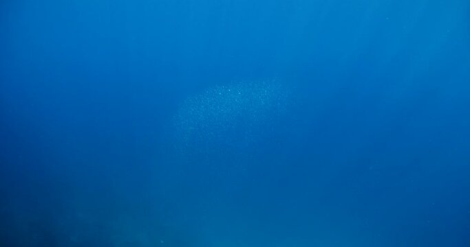 silversides atherinas sun shine and beams underwater silverside fish school Atherina boyeri)