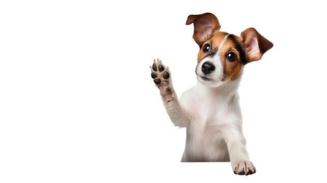 Portrait of cute puppy of Jack Russell Terrier rising hand towards camera on transparent background