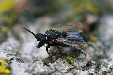 Close-up on a Large Yellow-face Bee, Hylaeus signatus sitting on wood