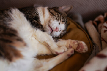 A sleeping cat on the pillow. Close up.