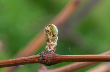 Spring bud sprouting on a vine in the vineyard. Close up of grape vine bud.  Spring natural...
