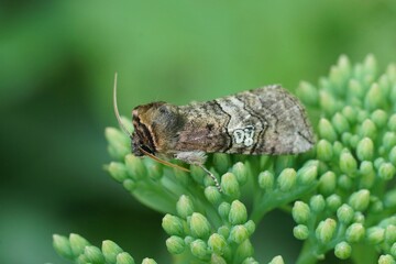 Closeup of the figure of eighty moth, Tethea ocularis sitting on top of vegetation