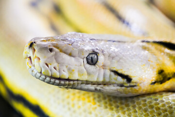 Portrait of a snake. Reptile close-up.
