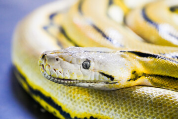 Portrait of a snake. Reptile close-up.
